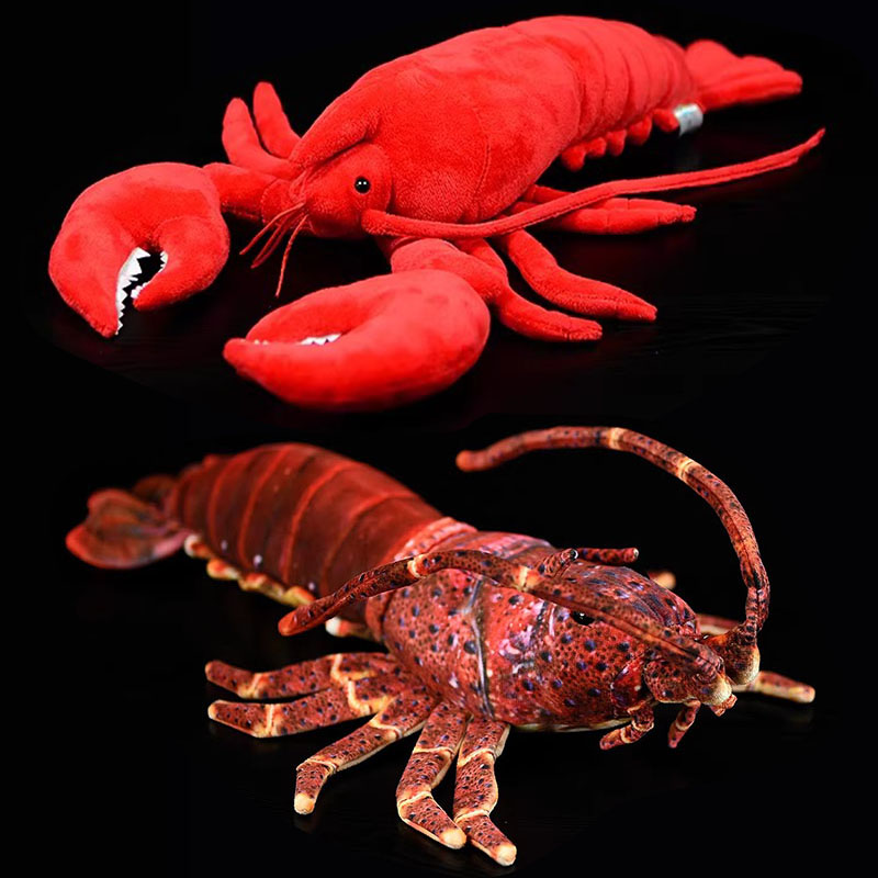 محاكاة الحيوان أستراليا Spiny  - مراجعة Aquarium Marine Park وسعره